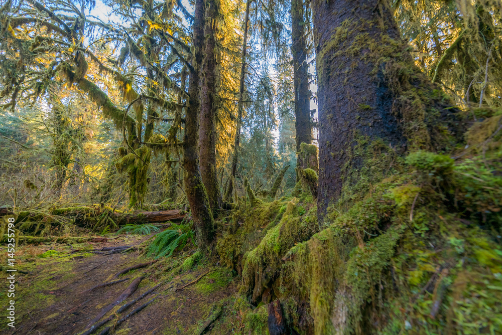 Amazing interlacing of the roots of large trees. Hoh Rain Forest is one of the largest temperate rainforests in the USA. Olympic National Park, Washington state, USA