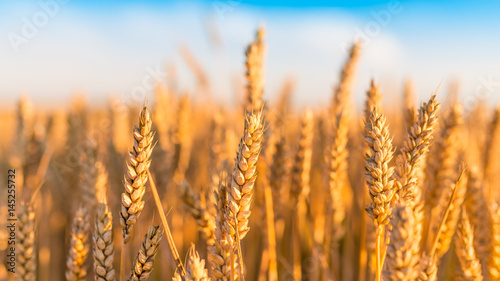 Sunny golden wheat field with blue sky in background