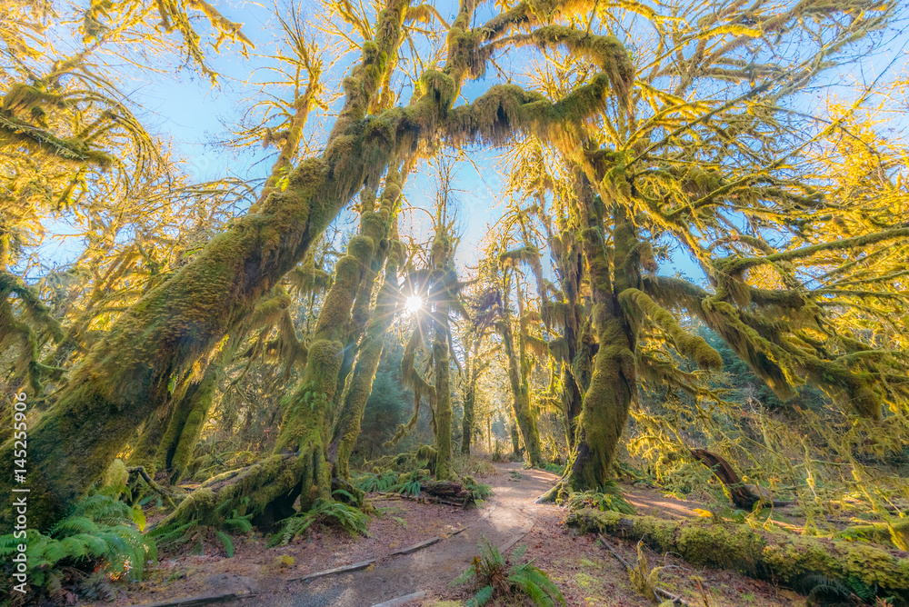 Obraz premium Fairy forest is filled with old temperate trees covered in green and brown mosses. Hoh Rain Forest, Olympic National Park, Washington state, USA