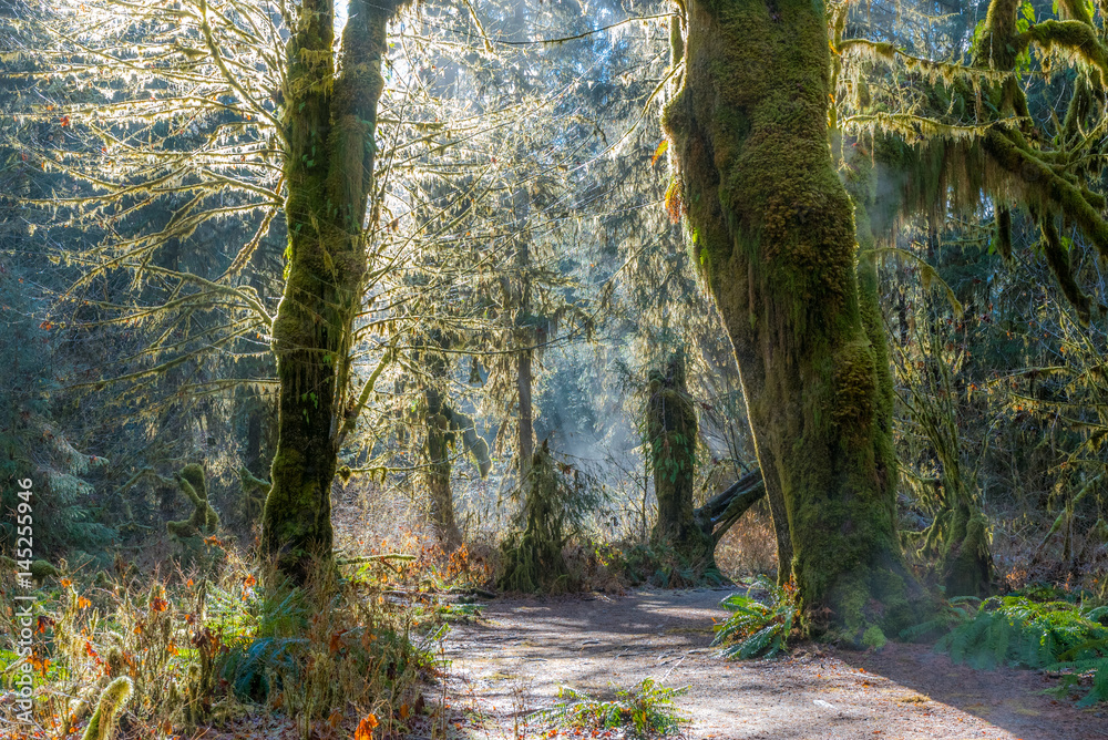Fototapeta premium Fairy forest is filled with old temperate trees covered in green and brown mosses. Hoh Rain Forest, Olympic National Park, Washington state, USA