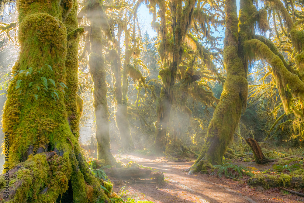 Fototapeta premium Bajkowy las jest wypełniony starymi umiarkowanymi drzewami pokrytymi zielonymi i brązowymi mchami. Hoh Rain Forest, Olimpijski Park Narodowy, stan Waszyngton, USA