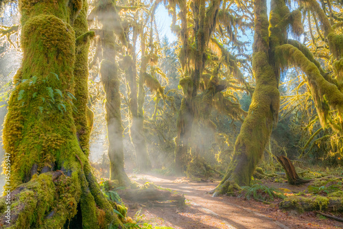 Fairy forest is filled with old temperate trees covered in green and brown mosses. Hoh Rain Forest, Olympic National Park, Washington state, USA
