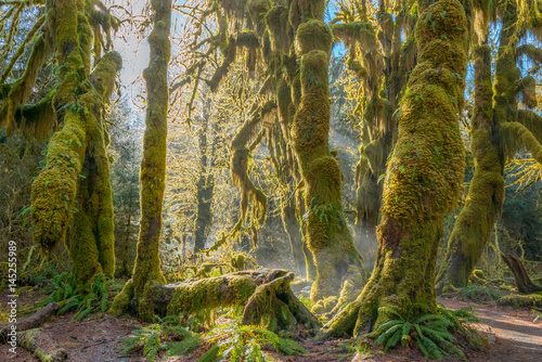 Fairy forest is filled with old temperate trees covered in green and brown mosses. Hoh Rain Forest, Olympic National Park, Washington state, USA