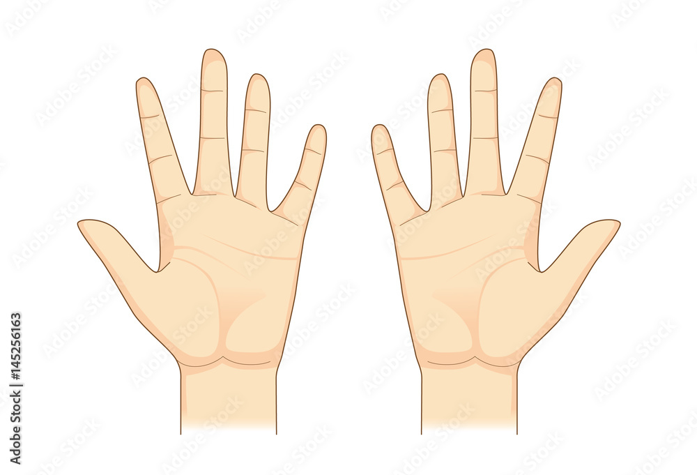 Two palm hand vector on isolated. Illustration about Human body