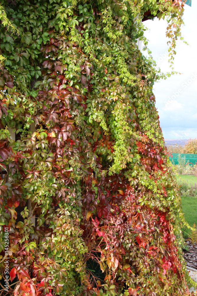 Virginia creeper (Parthenocissus quinquefolia var. murorum) in autumn foliage climbing a summer cottage wall in the late autumn garden Virginia creeper (Parthenocissus quinquefolia var. murorum) in autumn foliage climbing a summer cottage wall in the late autumn garden