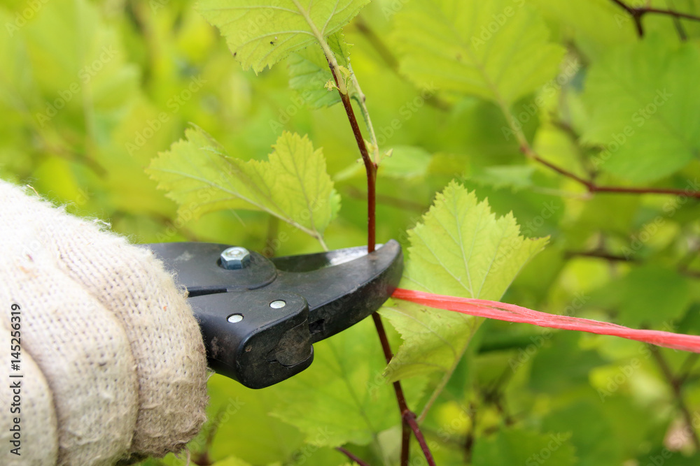 Pruning of a hawthorn shrub hedge with a garden secateurs in the summer