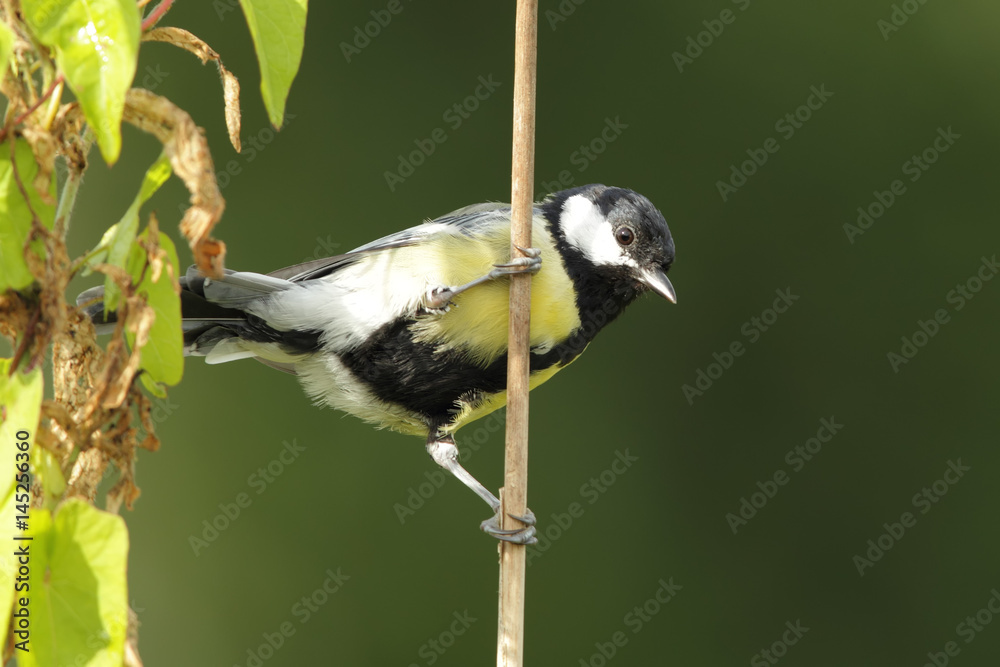 Kohlmeise (Parus major) sitzt an einem Zweig. Kohlmeise (Parus major) sitzt an einem Zweig.