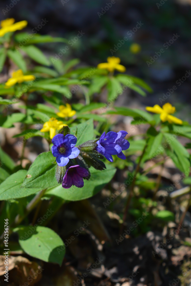 Fototapeta premium First yellow spring flower