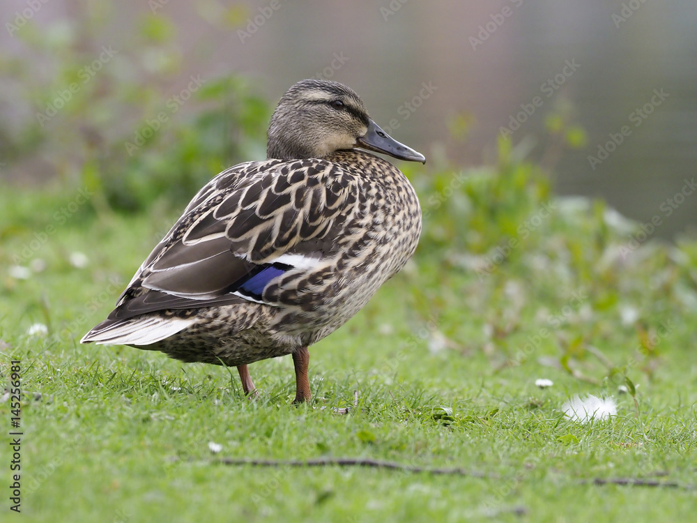 Fototapeta premium Mallard, Anas platyrhynchos