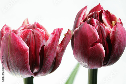 Fototapeta Naklejka Na Ścianę i Meble -  Tulpen gegen weißen Hintergrund
