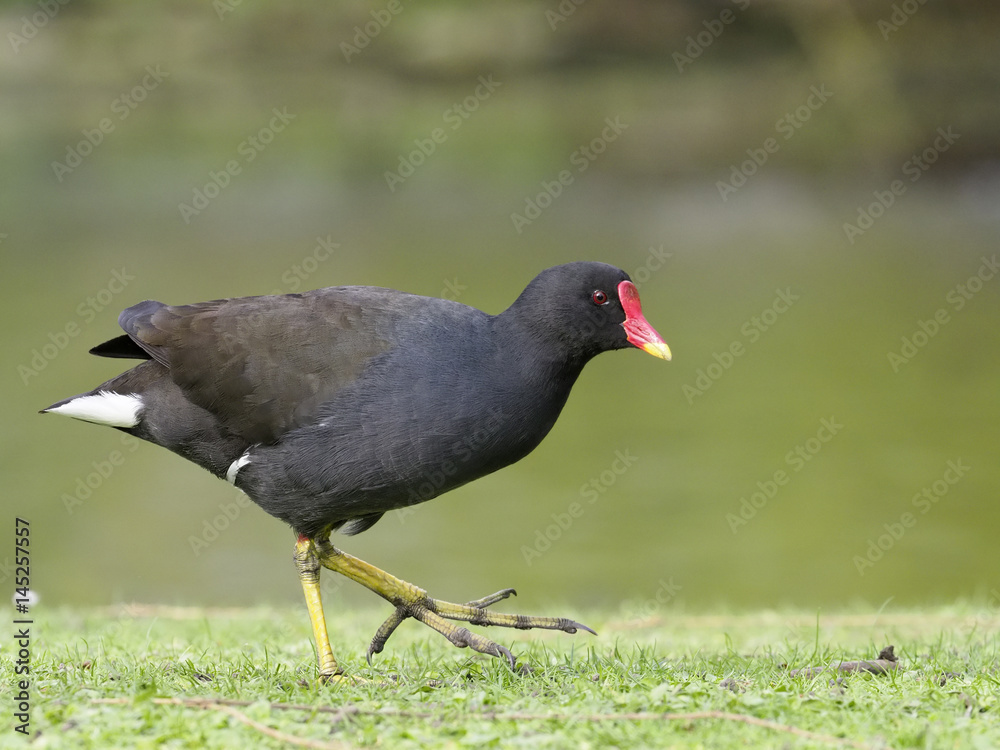 Moorhen, Gallinula chloropus Moorhen, Gallinula chloropus