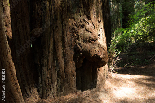 Stout Grove - Redwood Forest