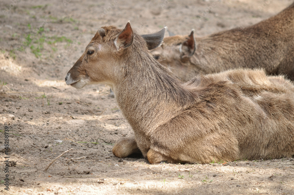 Fototapeta premium New deer lying in the sun and warm.