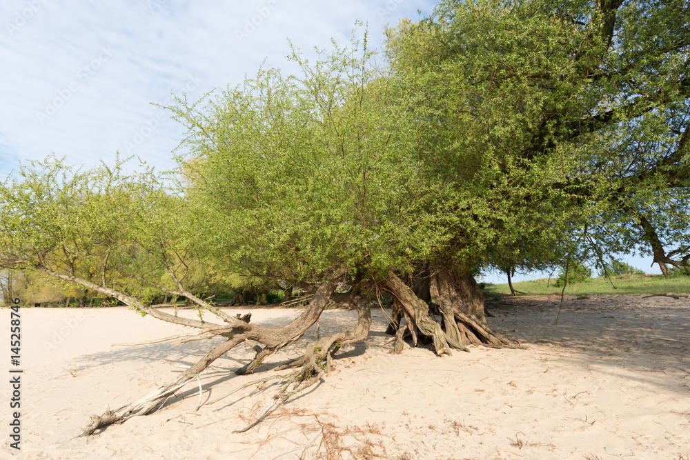 Bizarre Trees at the River Rhine / Netherlands Bizarre Trees at the River Rhine / Netherlands