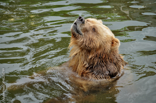 Animal close-up photography. Brown bear swimming in the water.