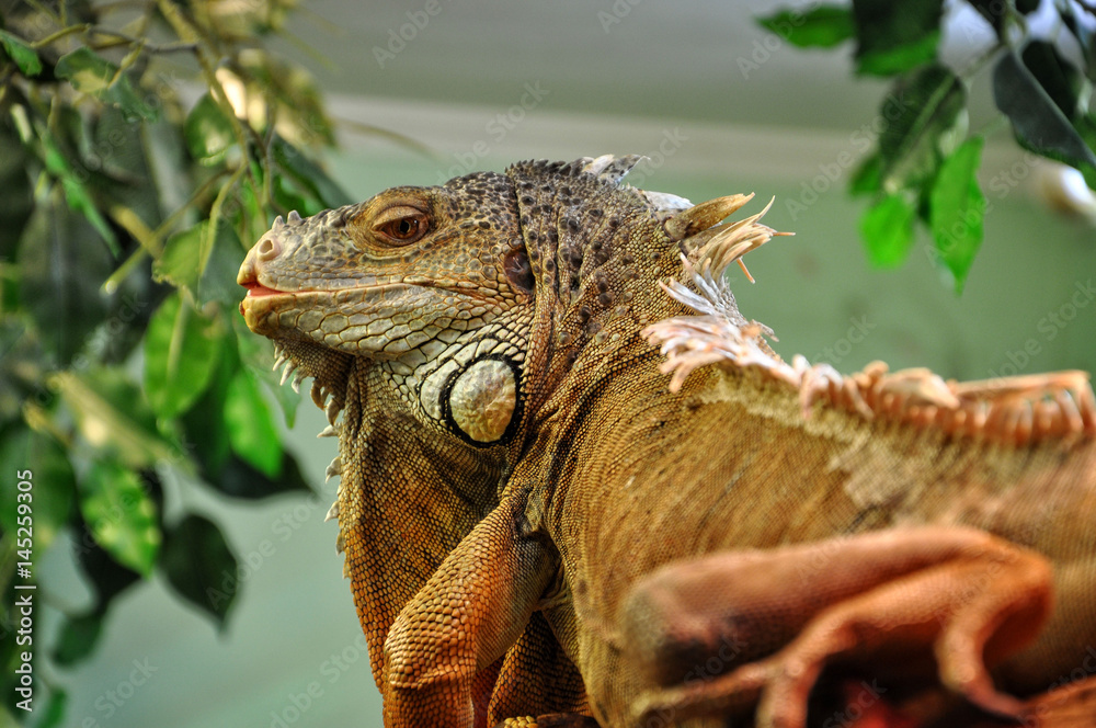 Obraz premium Iguana sits on a dry tree branch.