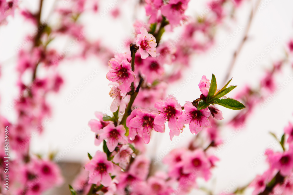 Obraz premium Spring flower branches blossoming