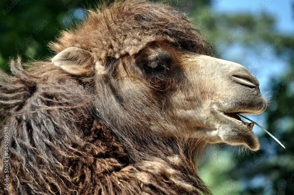 Camel with a straw in your mouth.