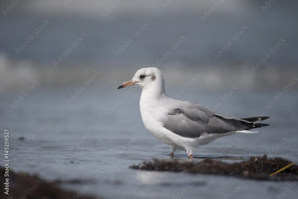 Black-headed gull, Chroicocephalus ridibundus Black-headed gull, Chroicocephalus ridibundus