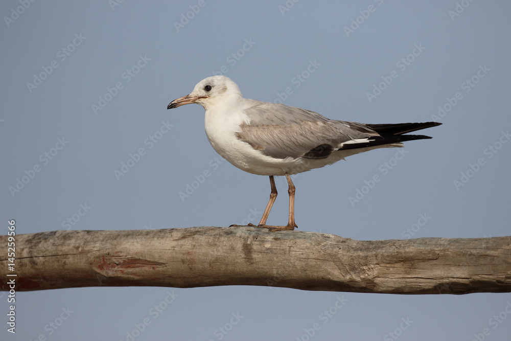 Black-headed gull, Chroicocephalus ridibundus Black-headed gull, Chroicocephalus ridibundus