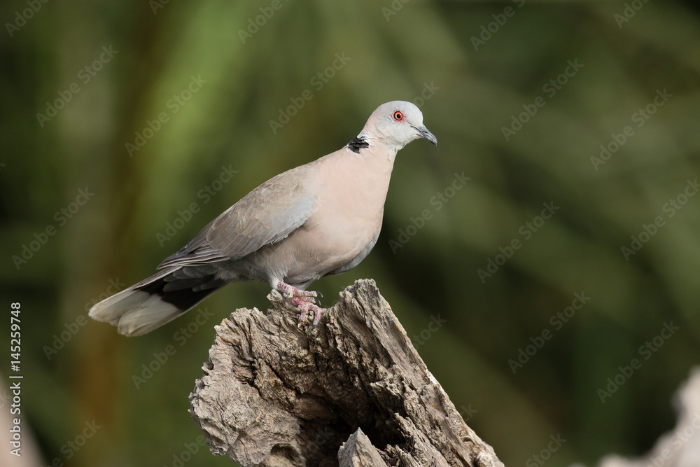 Mourning dove, Streptopelia decipiens Mourning dove, Streptopelia decipiens