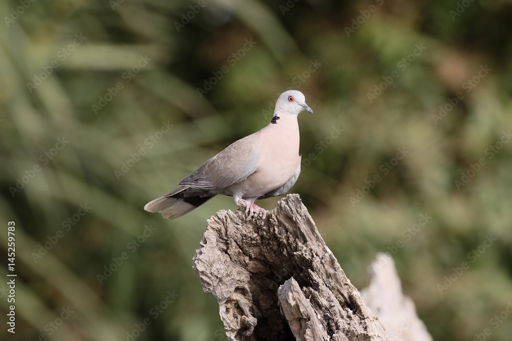 Mourning dove, Streptopelia decipiens Mourning dove, Streptopelia decipiens