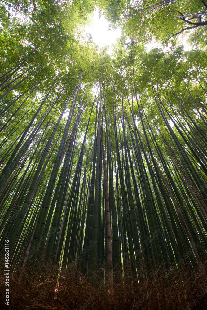 Bamboo forest Arashiyama city in Kyoto, Japan Bamboo forest Arashiyama city in Kyoto, Japan