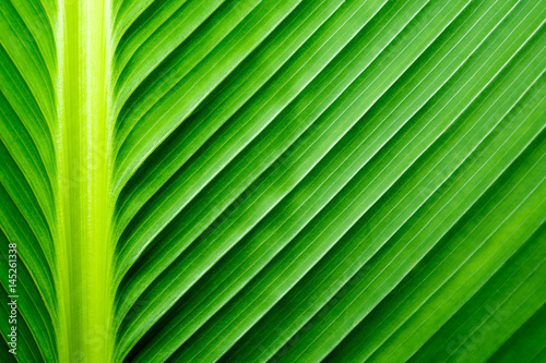 Texture on surface of Cigar plant leaf  green background