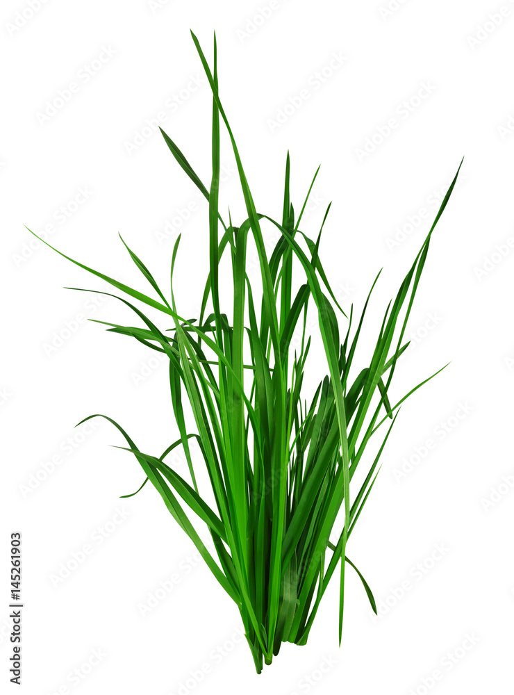Blade of grass isolated on white