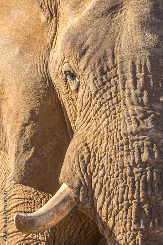 Canvas Print Elephant