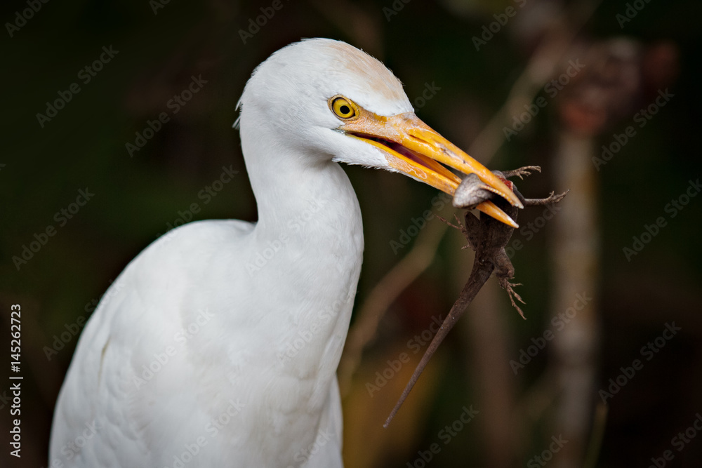 White Egret Eating Lunch White Egret Eating Lunch