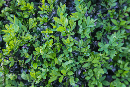 Wallpaper Mural Buchsbaumhecke Torontodigital.ca