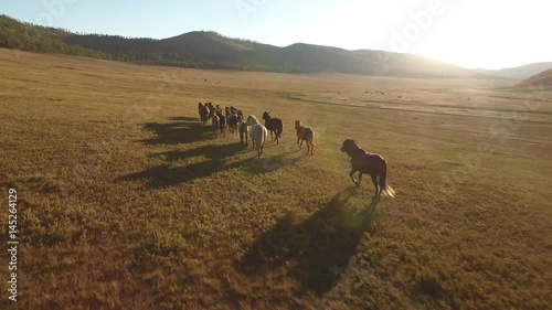 Nomad wild horses at sunset. North Mongolia colorful picturesque unique landscape. Beautiful autumn nature. Yellow green fields and high mountains. Aerial helicopter cinematic flight. photo