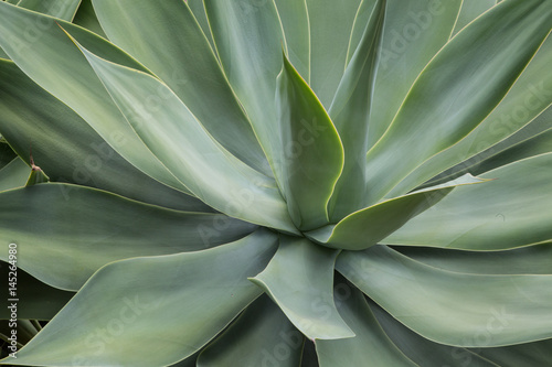 Green agave