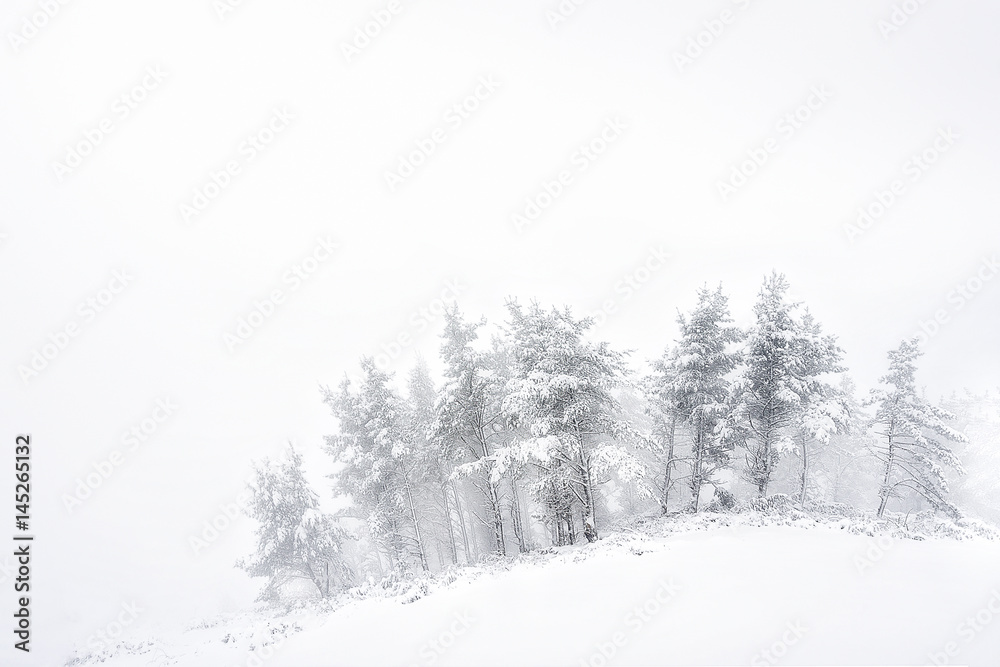 winter landscape with snowy trees and blizzard winter landscape with snowy trees and blizzard