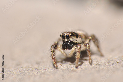 Jumping spider on a wall. Camouflage, gray spider on gray stone