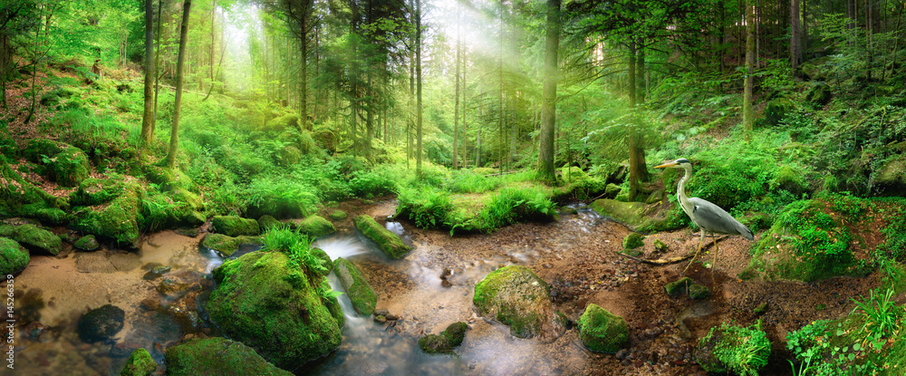 Fototapeta premium Czarująca, panoramiczna sceneria lasu z miękkim światłem padającym przez liście, strumieniem ze spokojną wodą i czaplą