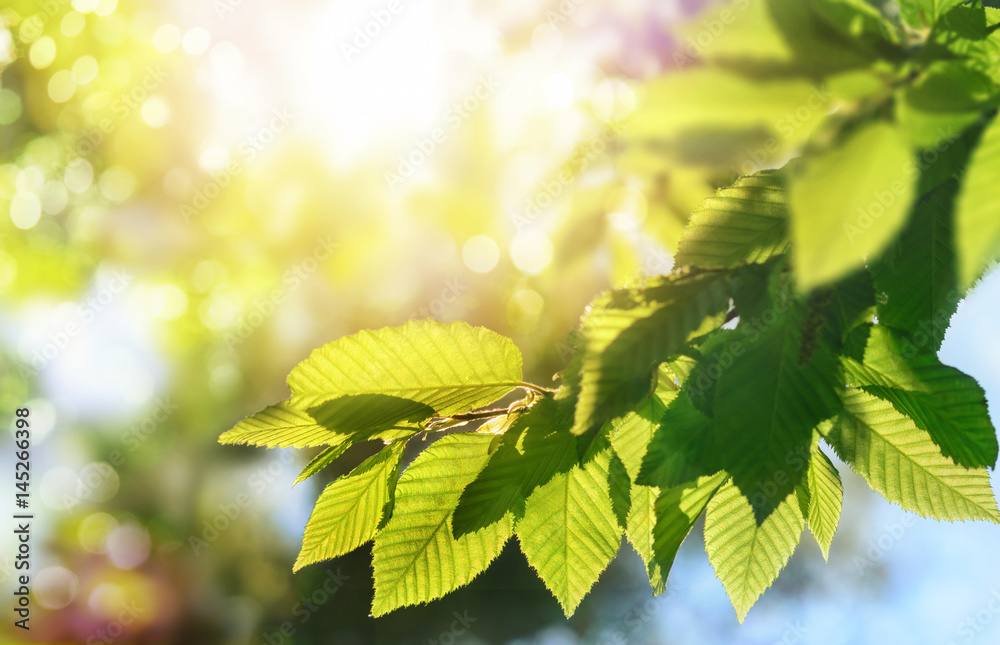 Green leaves on a branch with the sun in the background, shallow focus for  pleasant bokeh and copy space Stock Photo | Adobe Stock