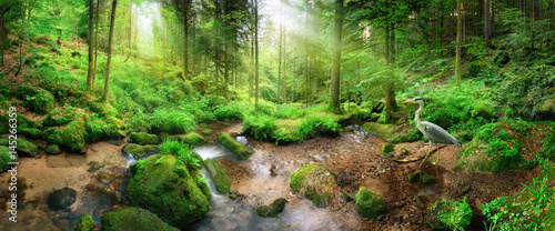 Enchanting panoramic forest scenery with soft light falling through the foliage, a stream with tranquil water and a heron