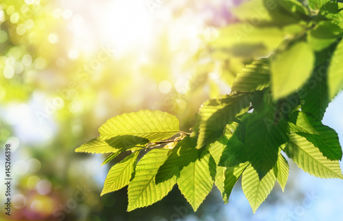 Green leaves on a branch with the sun in the background, shallow focus for pleasant  bokeh and copy space photo