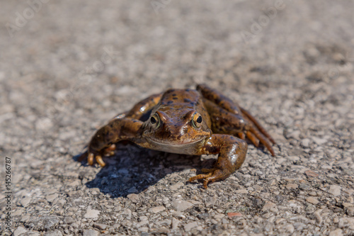 Frosch auf Stein © Bianca Regner