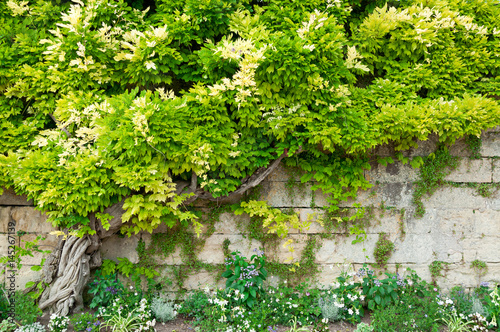 Stone wall and green wisteria © Alexander Demyanenko