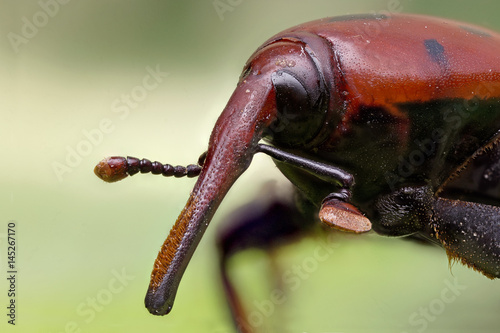 Quadro su tela A Rhynchophorus ferrugineus - red weevil