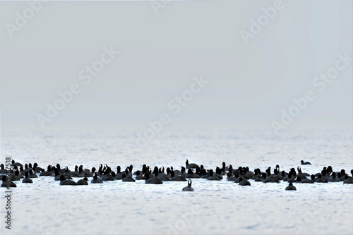 Black birds on white background © Per Grunditz