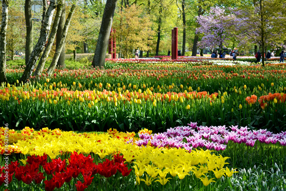 Field with tulips in the Keukenhof garden, Holland Netherlands Field with tulips in the Keukenhof garden, Holland Netherlands