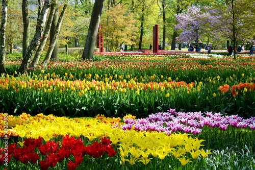 Field with tulips in the Keukenhof garden, Holland Netherlands