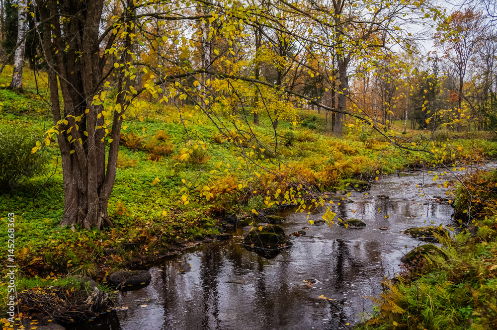 Autumn landscape. Stream in the Oranienbaum Park. Saint-Petersburg 2016. 