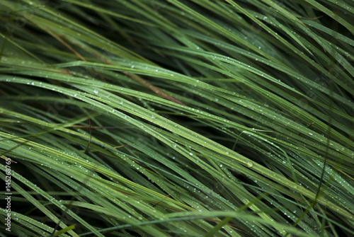Dew Covered Grass