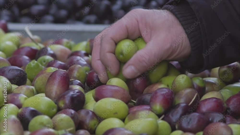 Male Elderly Hand Browsing Through Raw Green Olives Male Elderly Hand Browsing Through Raw Green Olives