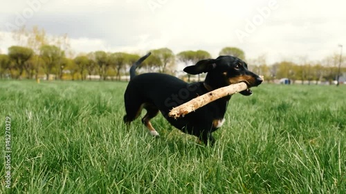 Dachshund carries a stick on filed's city